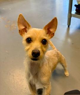 Nova, adopted, Puppy Female Chihuahua & Terrier.