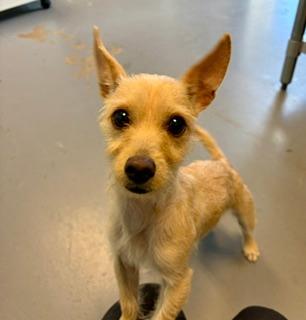 Enlarge Nova, an adopted mixed breed in Winter Haven, FL image 2/2