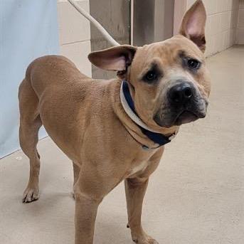 Enlarge Cyrus, a Adoptable Mixed Breed in Springboro, OH image 1/3