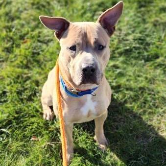 Enlarge Cyrus, a Adoptable Mixed Breed in Springboro, OH image 2/3