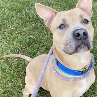 Enlarge Cyrus, a Adoptable Mixed Breed in Springboro, OH image 3/3