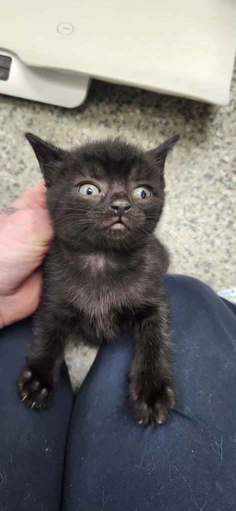 Enlarge Flamboyant, a Adoptable American Shorthair in Van Wert, OH image 1/1