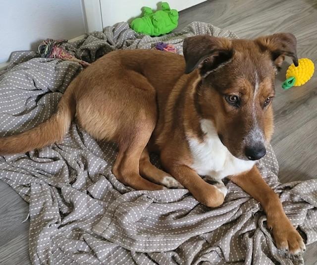 Enlarge RONNIE, a ADOPTABLE mixed breed in fort worth, TX image 4/5