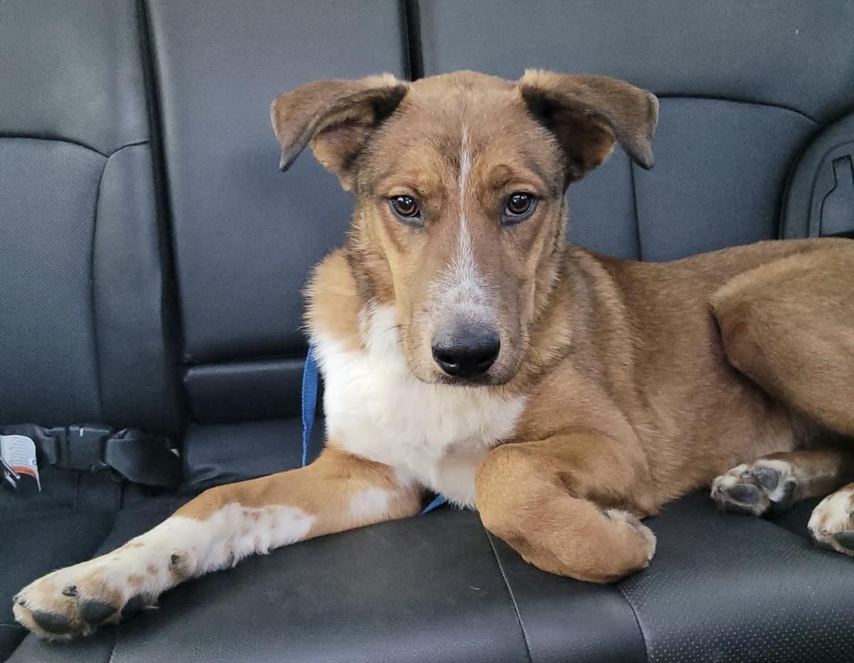 RONNIE, ADOPTABLE, Young Male Retriever & Collie.