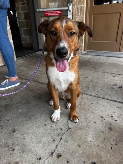 RONNIE, ADOPTABLE, Young Male Retriever & Collie.