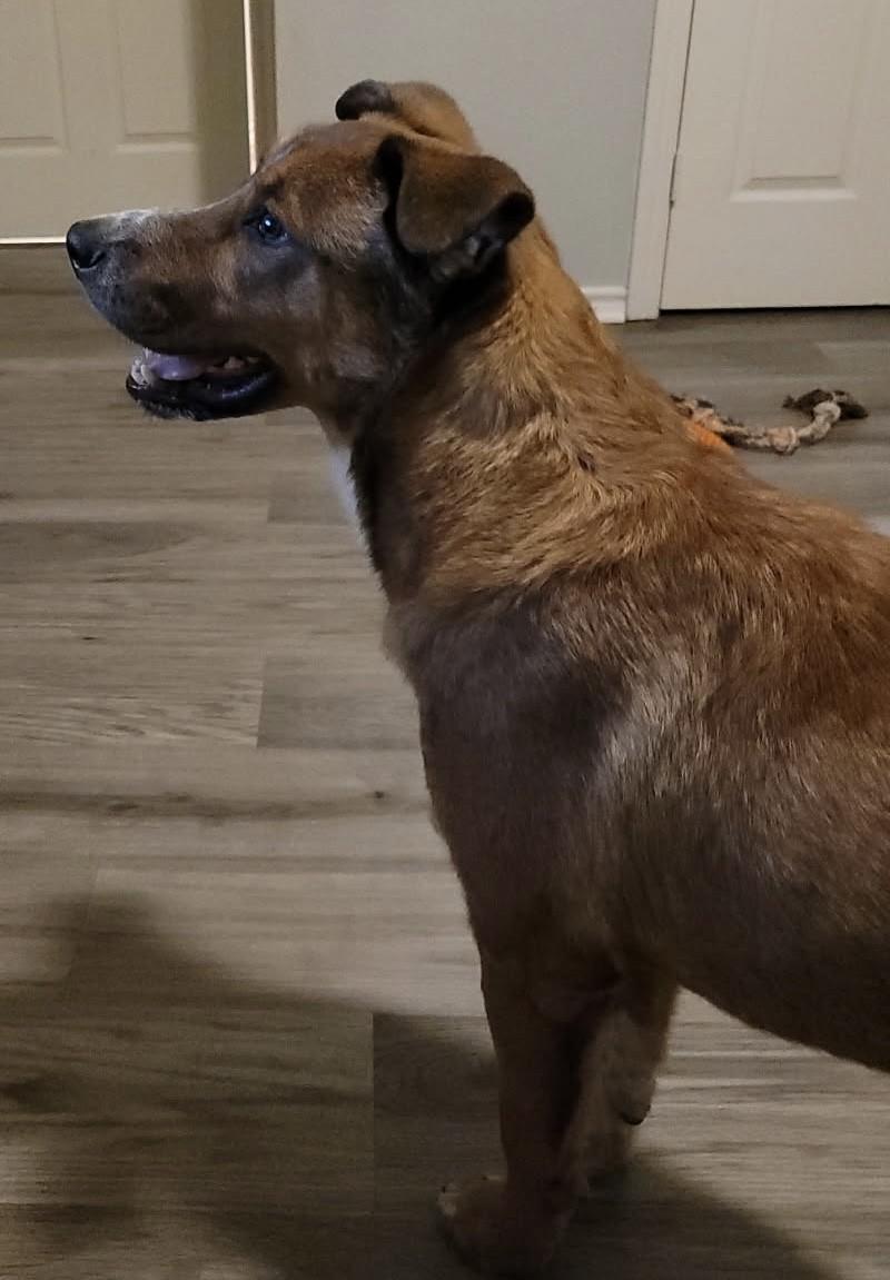 Enlarge RONNIE, a ADOPTABLE mixed breed in fort worth, TX image 5/5