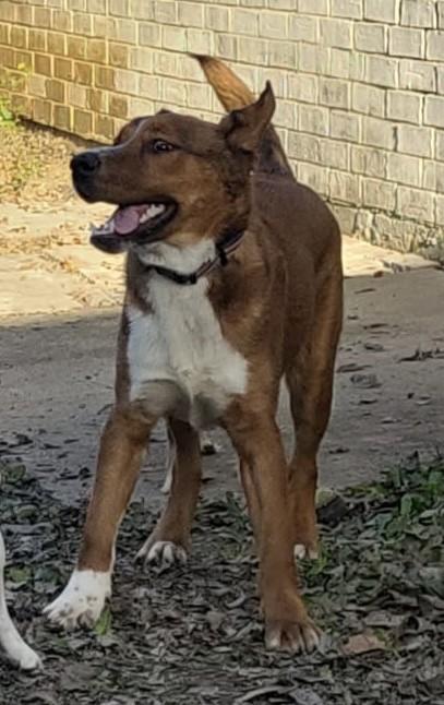 Enlarge RONNIE, a ADOPTABLE mixed breed in fort worth, TX image 3/5