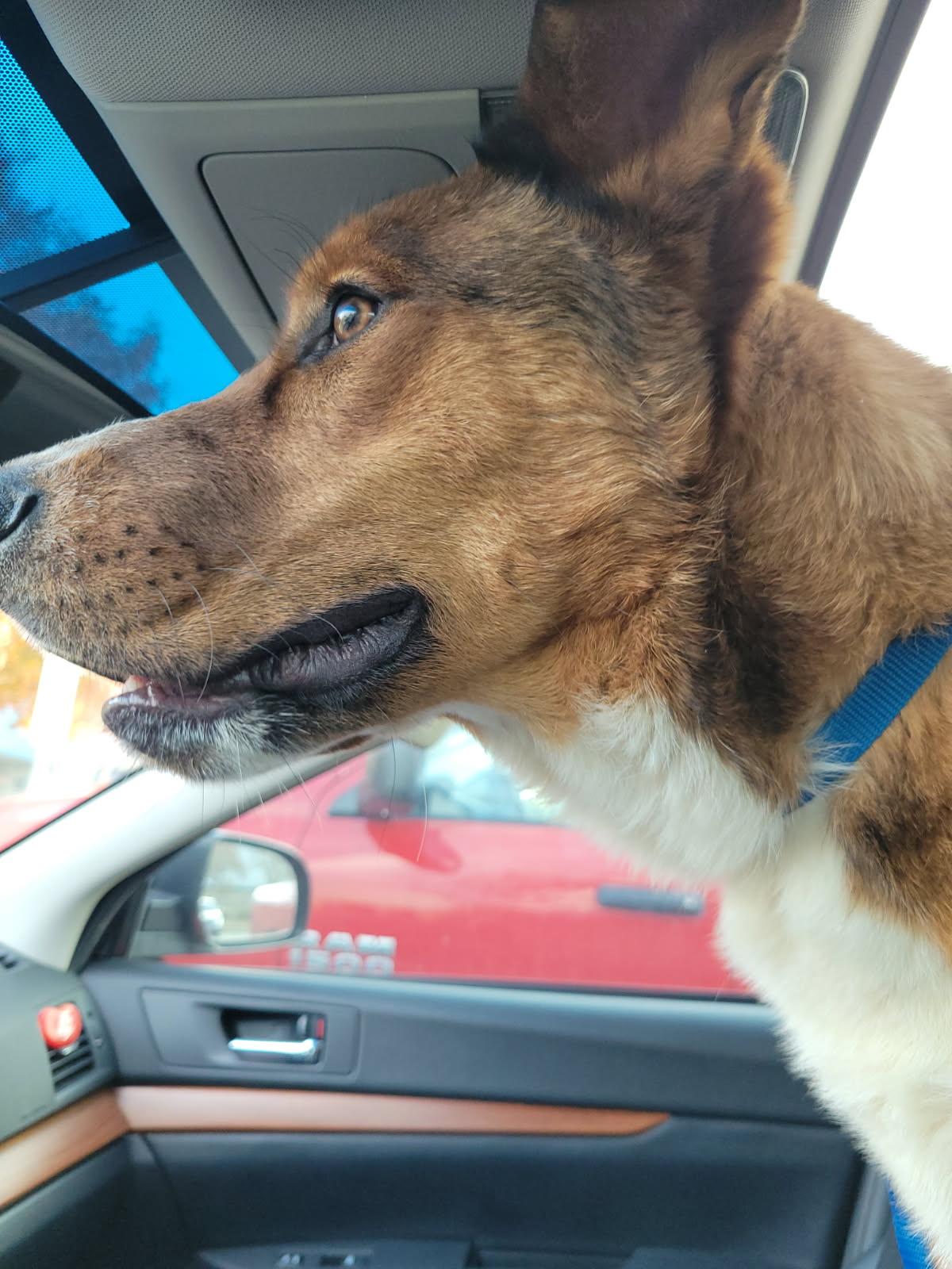 Enlarge RONNIE, a ADOPTABLE mixed breed in fort worth, TX image 2/5