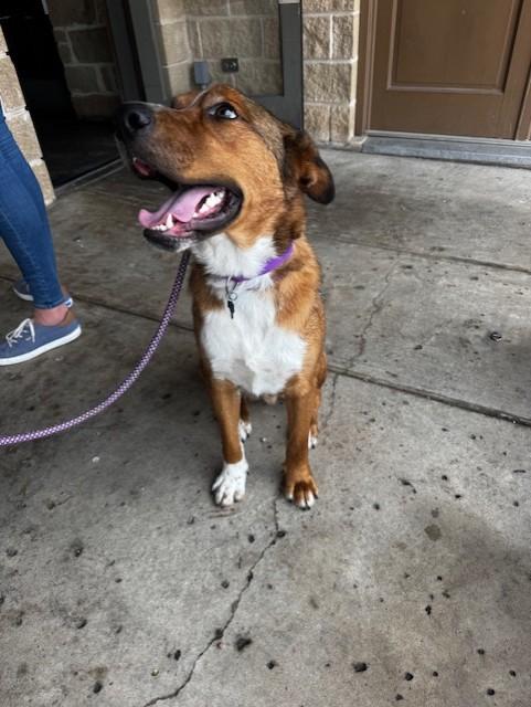 RONNIE, a ADOPTABLE mixed breed in fort worth, TX image 6/6