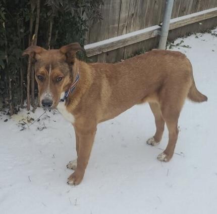 Enlarge RONNIE, a ADOPTABLE mixed breed in fort worth, TX image 5/6