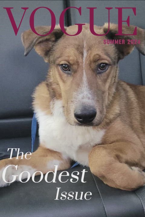 Enlarge RONNIE, a ADOPTABLE mixed breed in fort worth, TX video 6/6