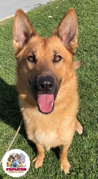 Milo, a Adoptable mixed breed in Phoenix, AZ image 1/3