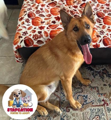 Milo, a Adoptable mixed breed in Phoenix, AZ image 3/3