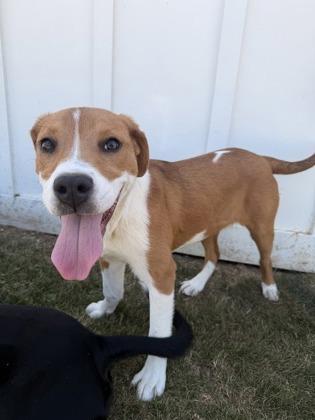 Enlarge Fawn, a Adoptable mixed breed in Daphne, AL image 1/3
