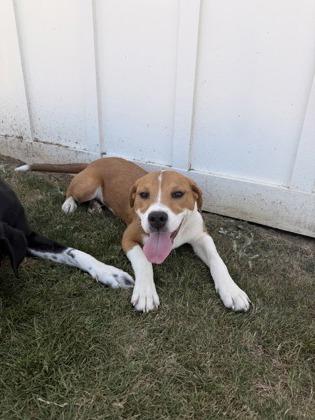 Enlarge Fawn, a Adoptable mixed breed in Daphne, AL image 2/3