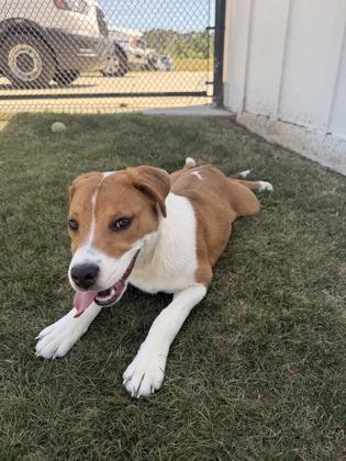 Enlarge Fawn, a Adoptable mixed breed in Daphne, AL image 3/3
