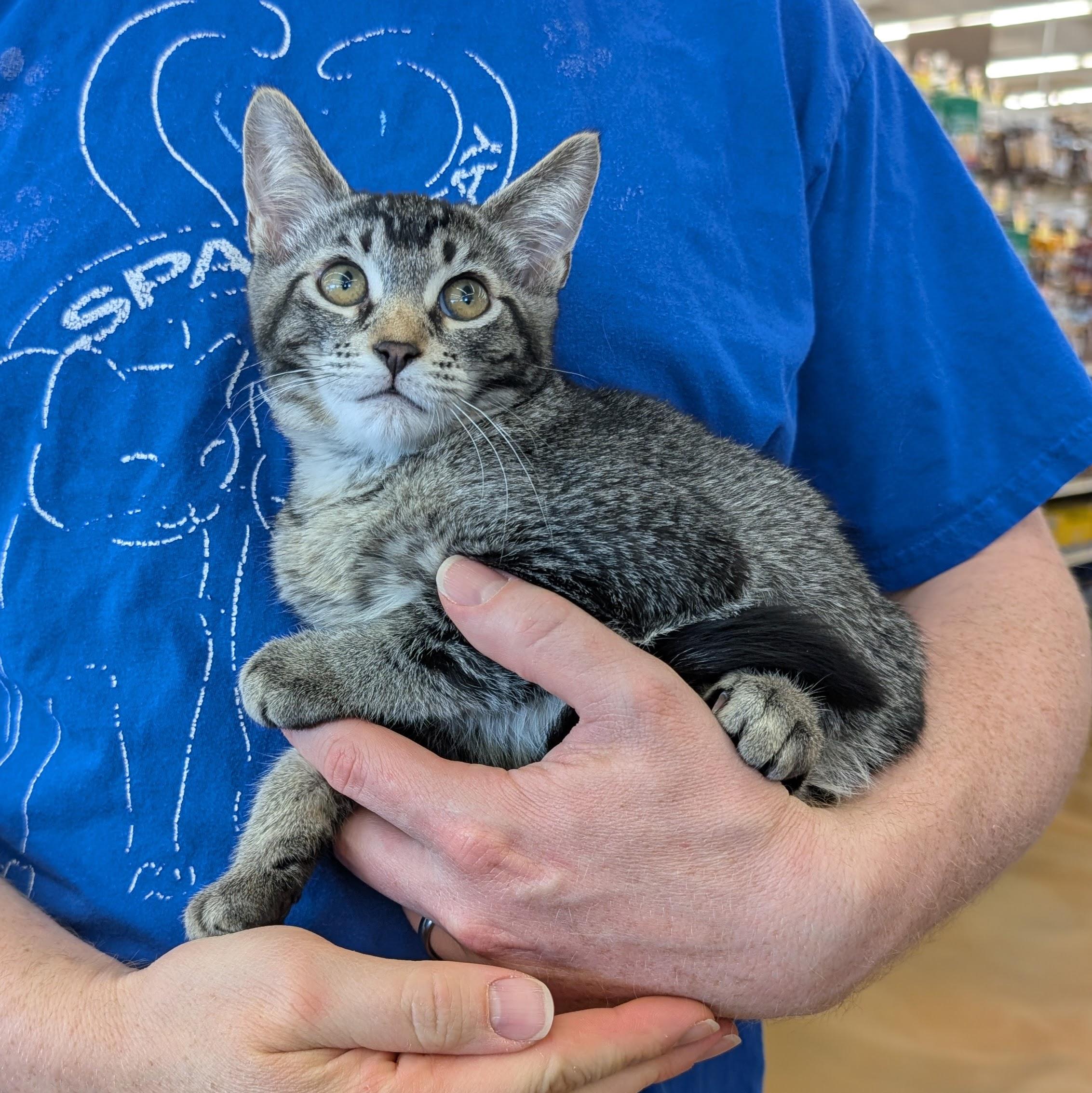 Enlarge Leo, an adopted Domestic Short Hair in Grayslake, IL image 2/6