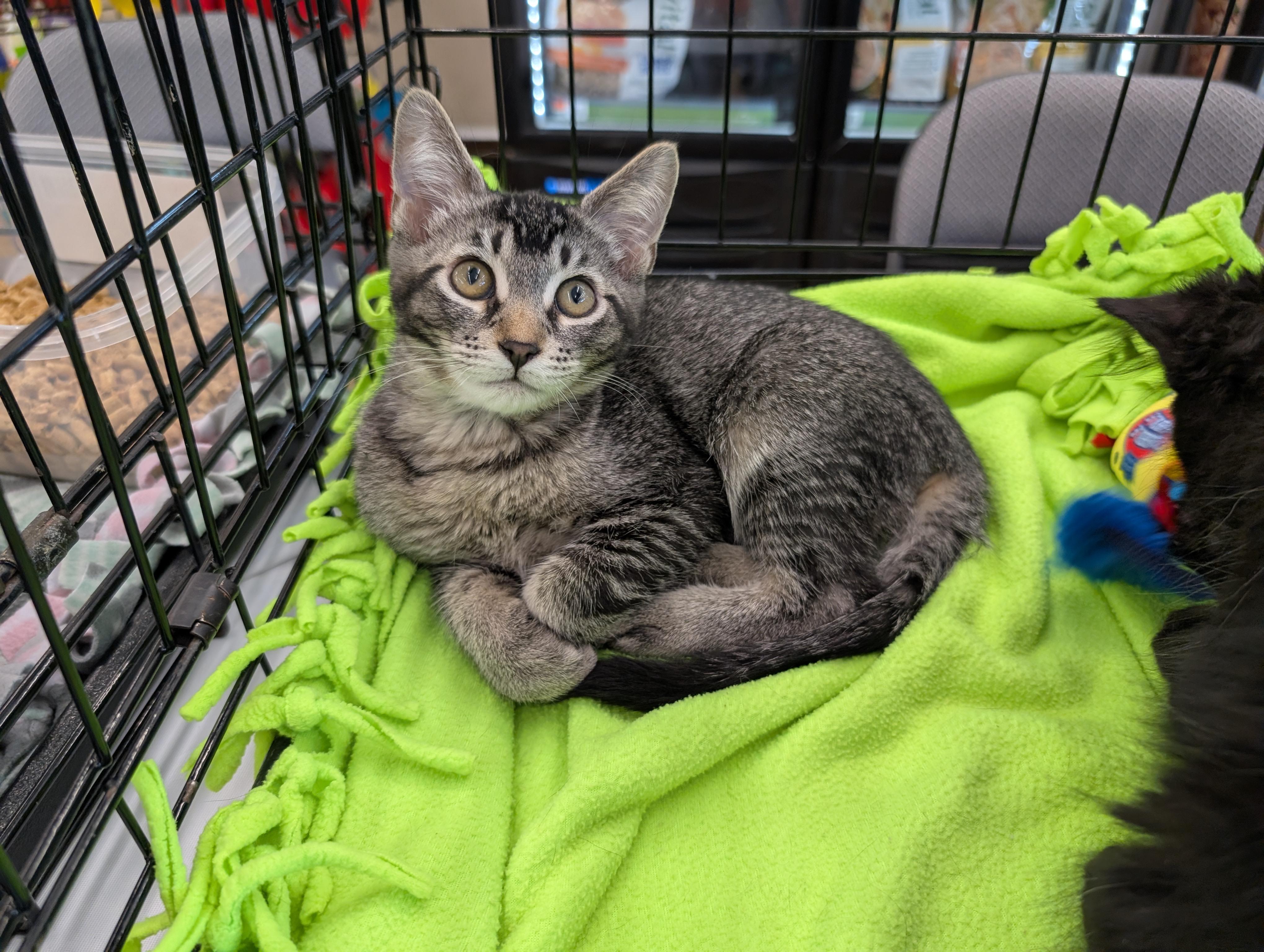 Enlarge Leo, an adopted Domestic Short Hair in Grayslake, IL image 3/6