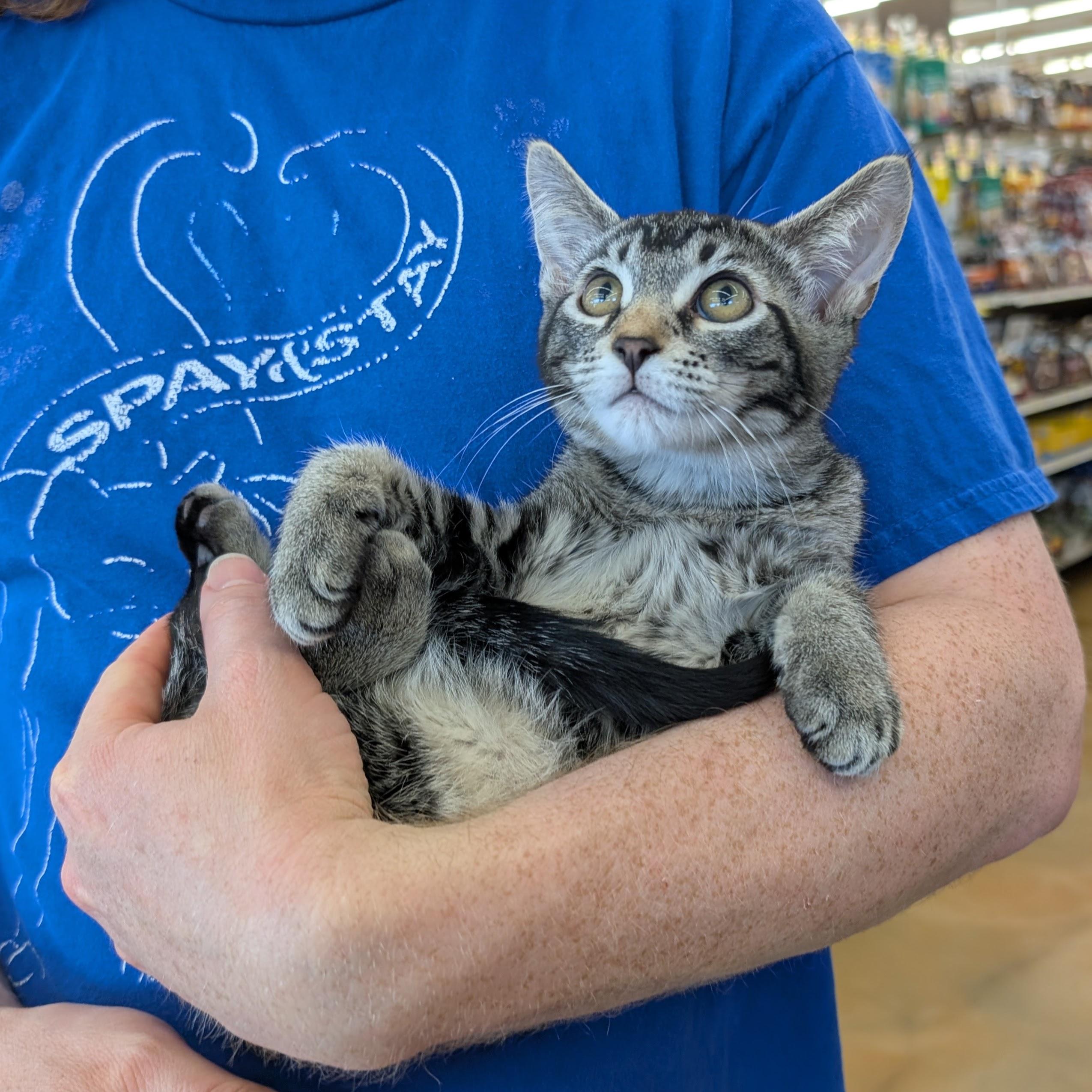 Enlarge Leo, an adopted Domestic Short Hair in Grayslake, IL image 4/6