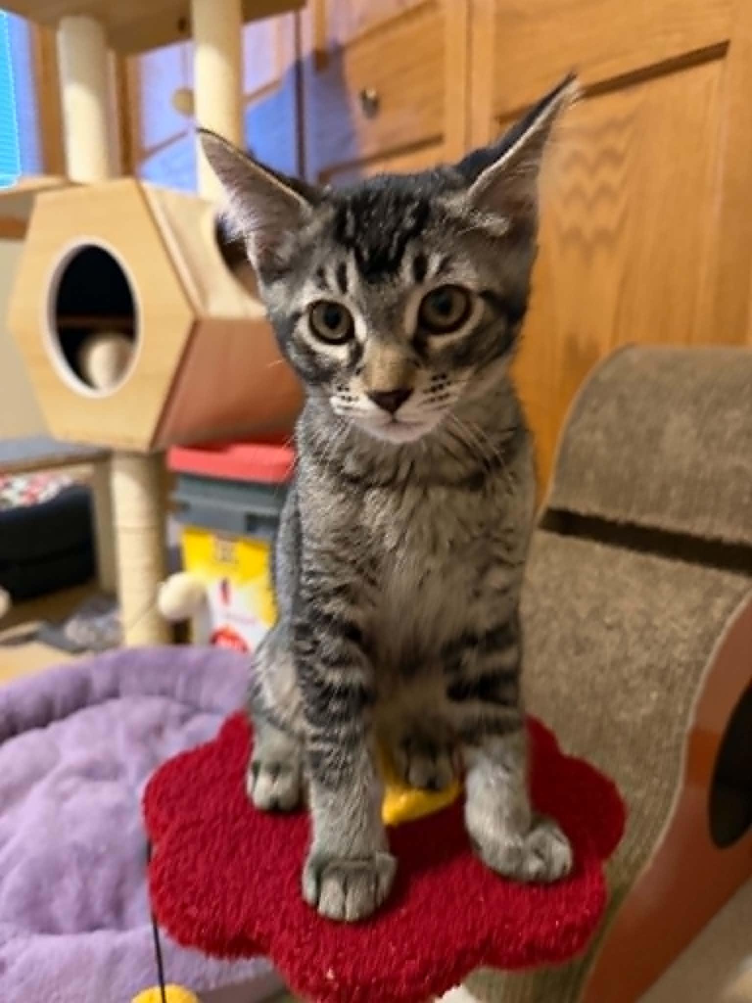 Enlarge Leo, an adopted Domestic Short Hair in Grayslake, IL image 5/6