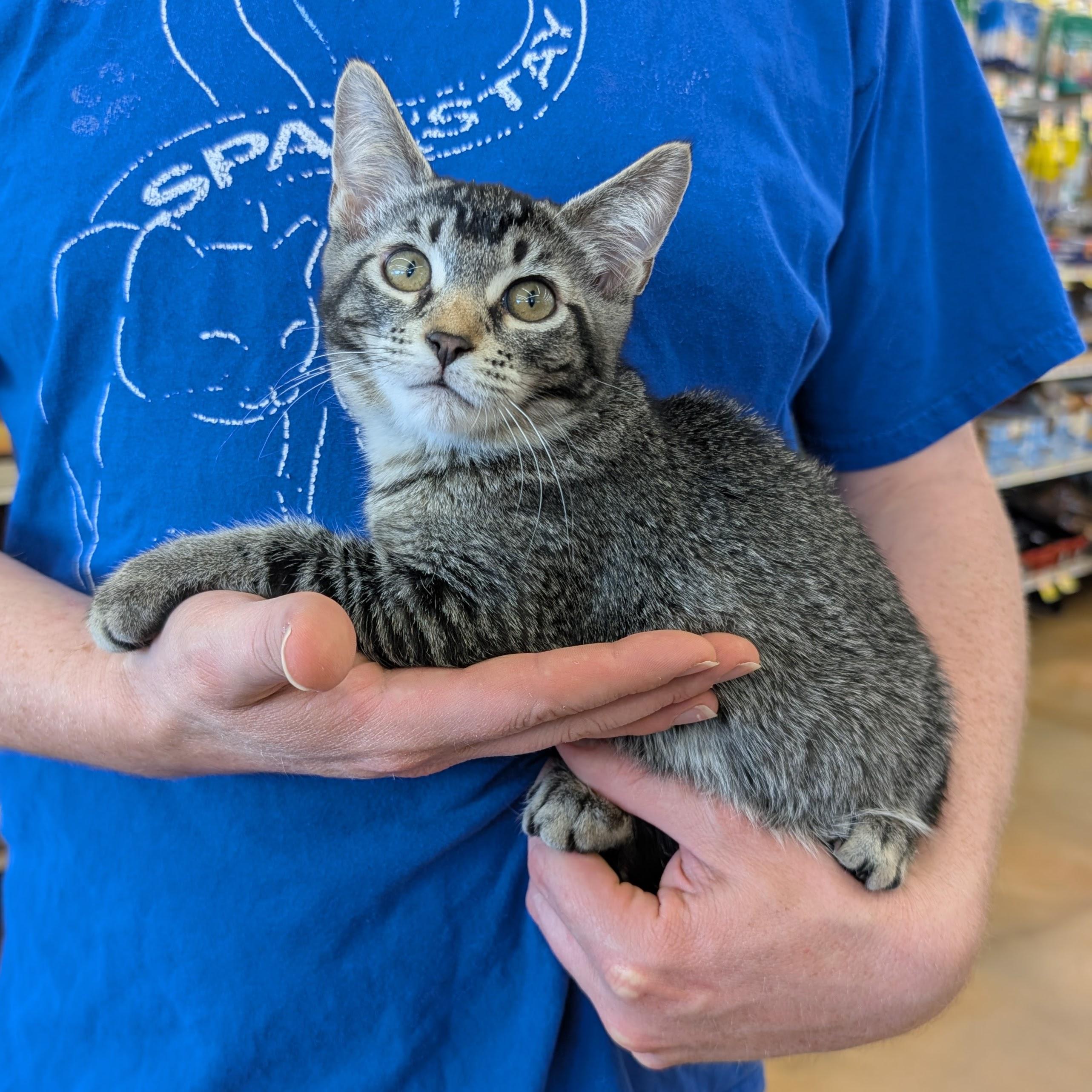 Leo, adopted, Kitten Male Domestic Short Hair.