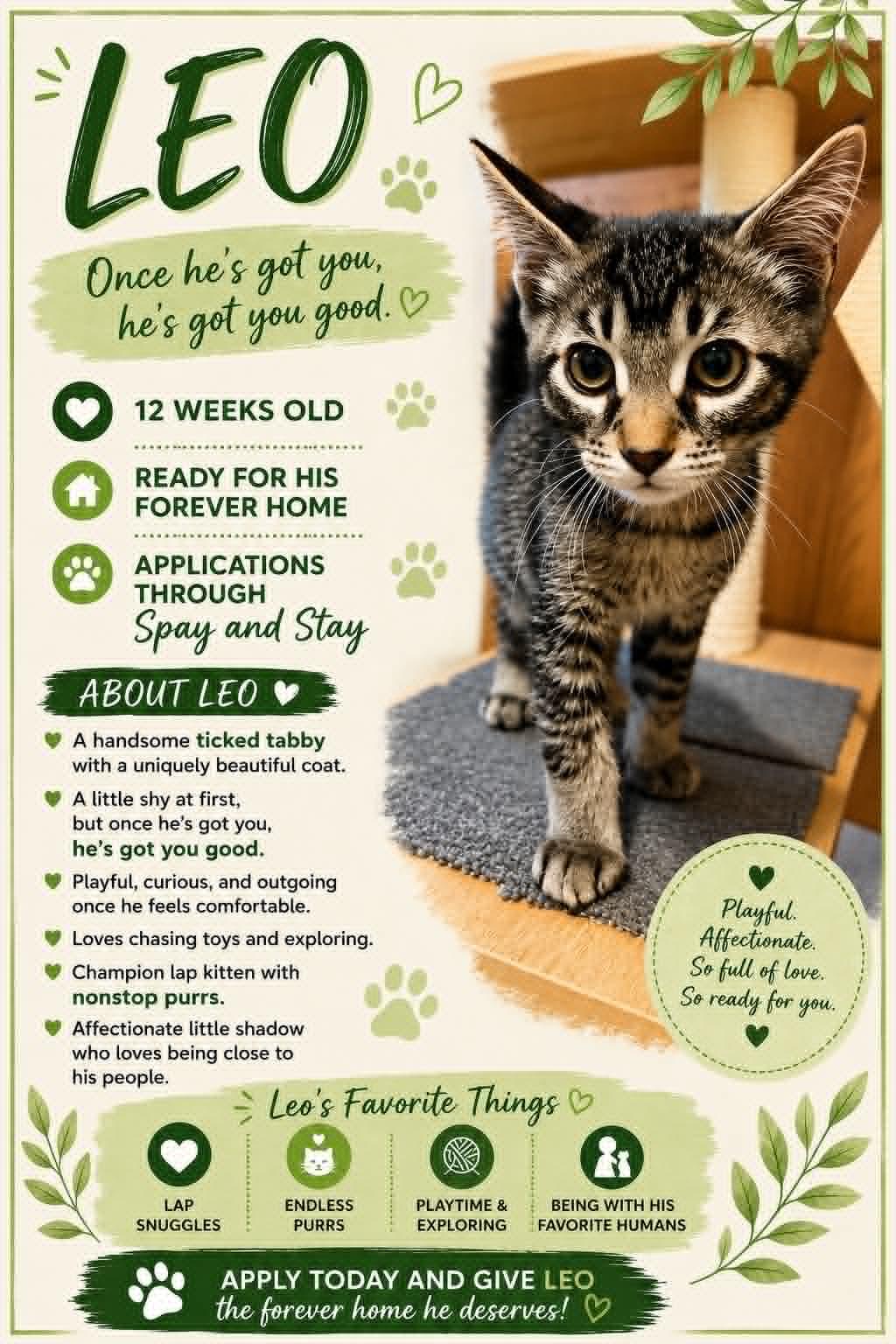 Enlarge Leo, an adopted Domestic Short Hair in Grayslake, IL image 6/6