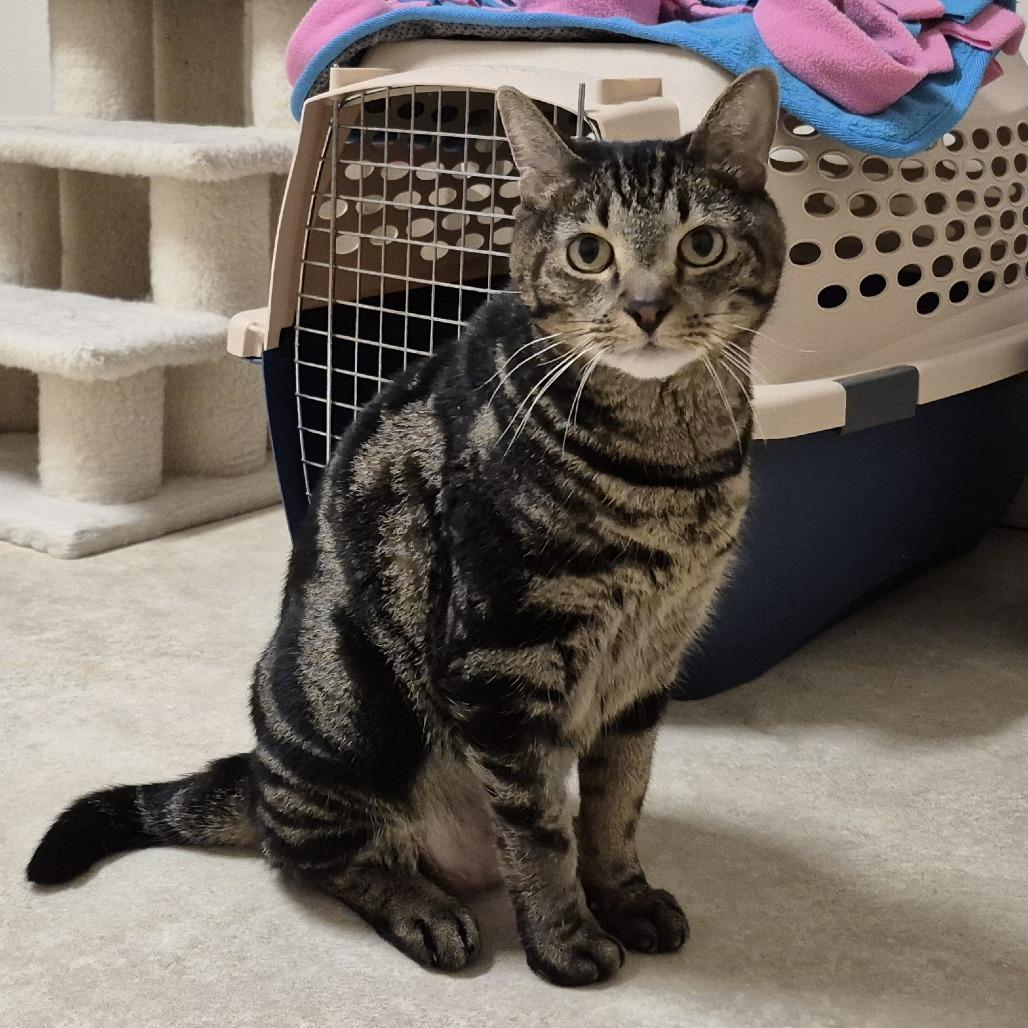 Grizzly, Adoptable, Senior Male Domestic Short Hair.