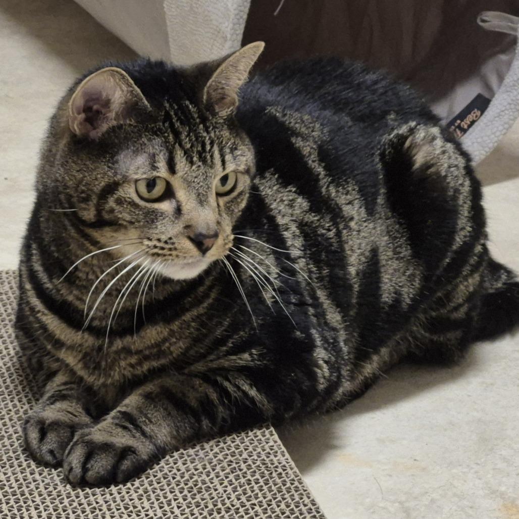 Enlarge Grizzly, a Adoptable Domestic Short Hair in Frederick, MD image 2/5