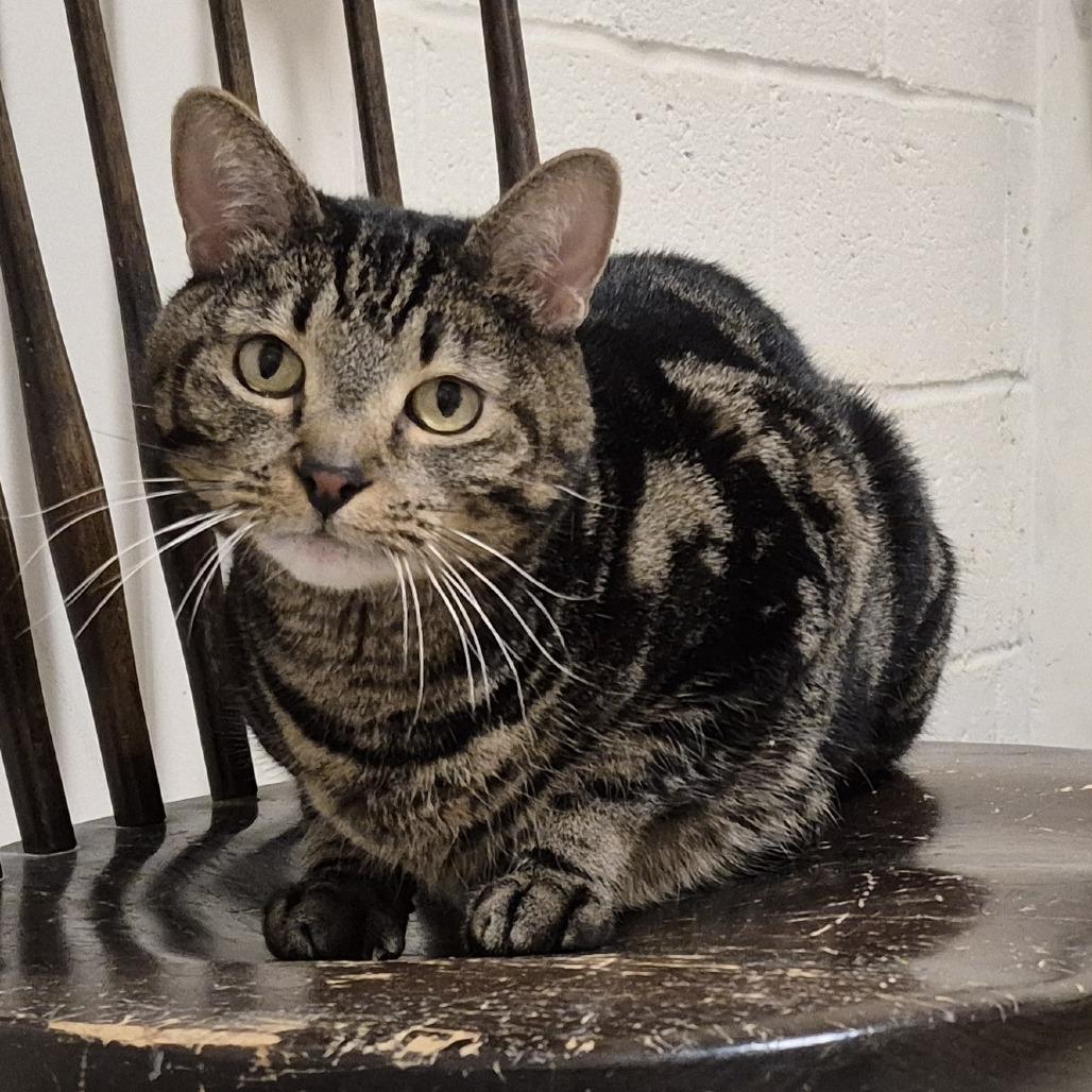 Enlarge Grizzly, a Adoptable Domestic Short Hair in Frederick, MD image 1/5