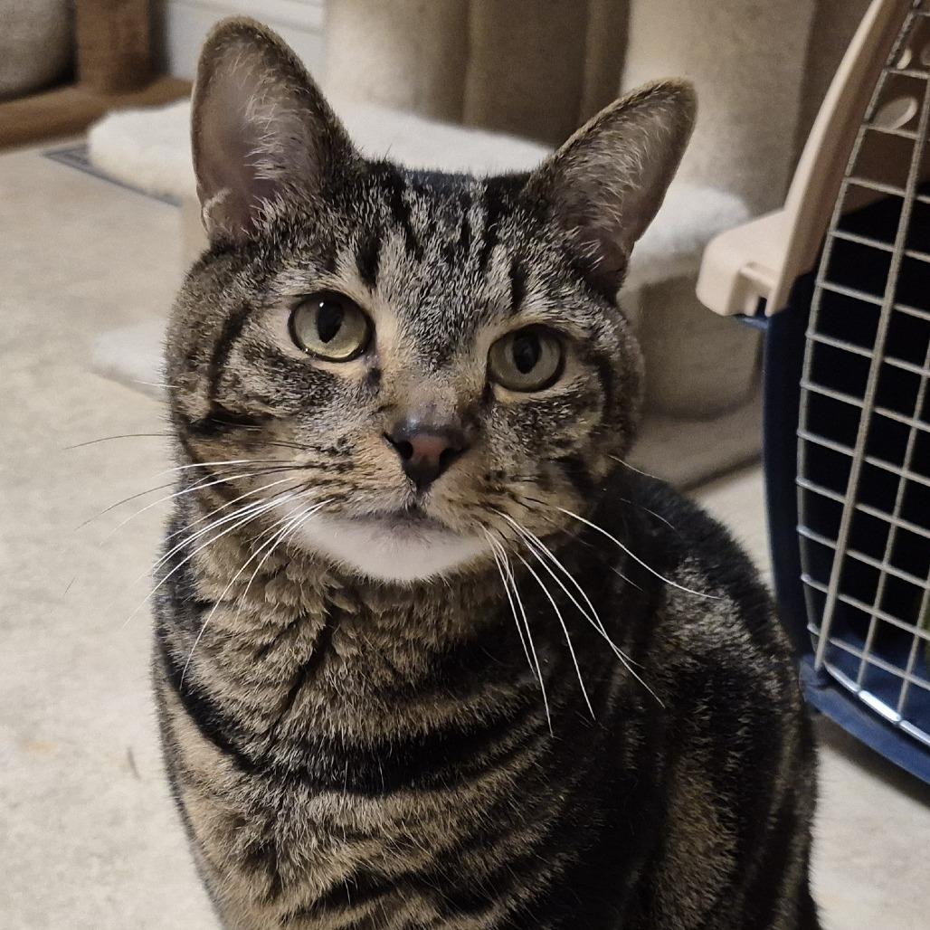 Grizzly, Adoptable, Senior Male Domestic Short Hair.