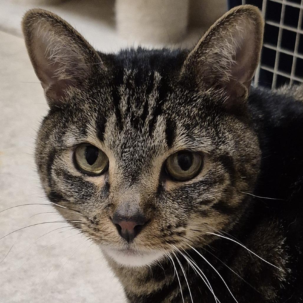 Enlarge Grizzly, a Adoptable Domestic Short Hair in Frederick, MD image 3/5