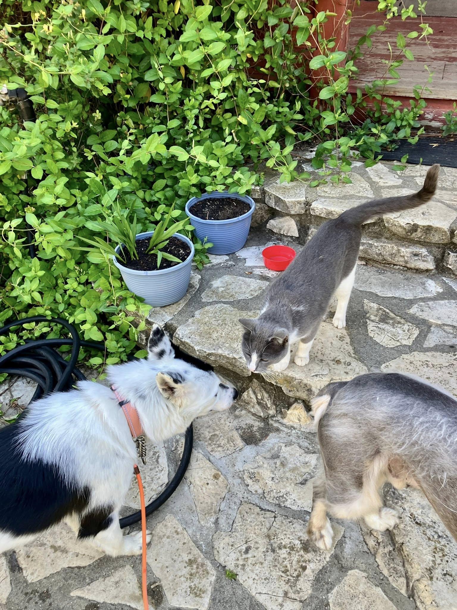 Enlarge Sofi, a Adoptable mixed breed in Paso Robles, CA image 2/3