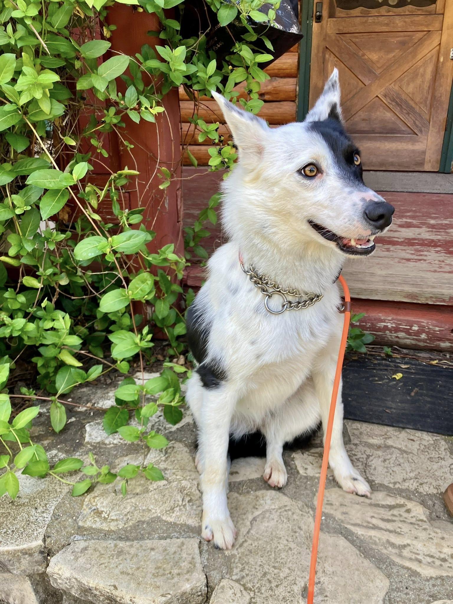 Enlarge Sofi, a Adoptable mixed breed in Paso Robles, CA image 3/3