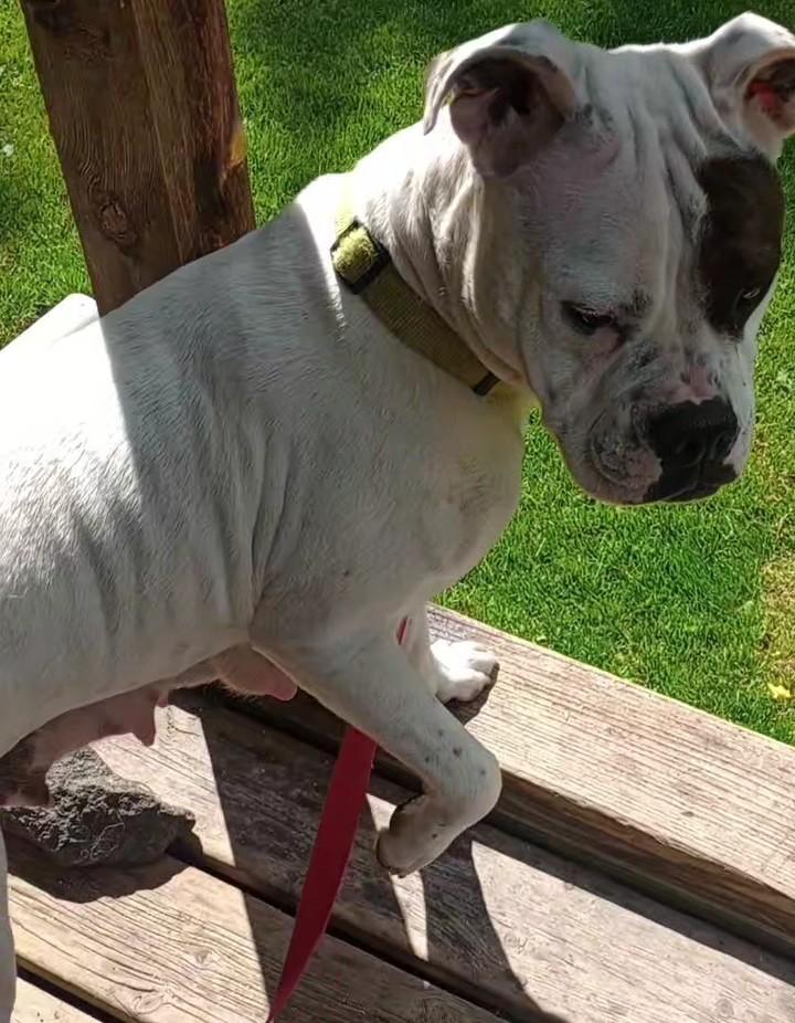 Bucca, an adoptable American Bulldog in Brainerd, MN, 56401 | Photo Image 2