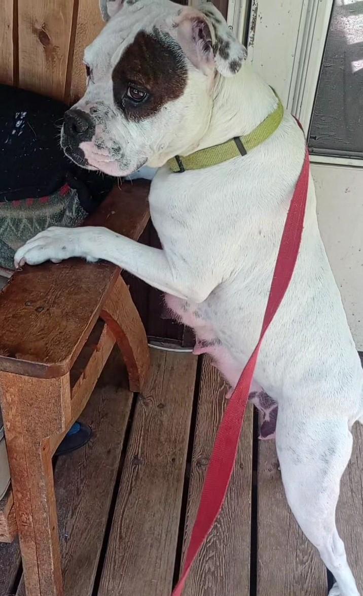Bucca, an adoptable American Bulldog in Brainerd, MN, 56401 | Photo Image 3