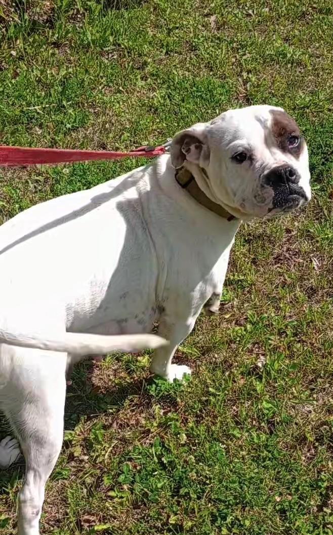 Bucca, an adoptable American Bulldog in Brainerd, MN, 56401 | Photo Image 5