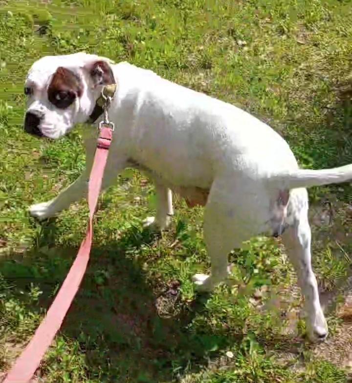 Bucca, an adoptable American Bulldog in Brainerd, MN, 56401 | Photo Image 1