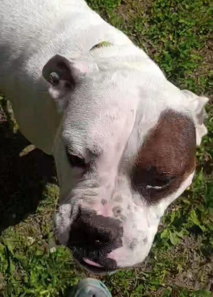 Bucca, an adoptable American Bulldog in Brainerd, MN, 56401 | Photo Image 4