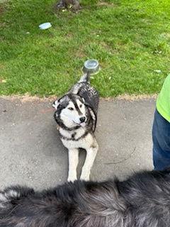 Enlarge YELLOW, a Adopted mixed breed in Seattle, WA image 1/3