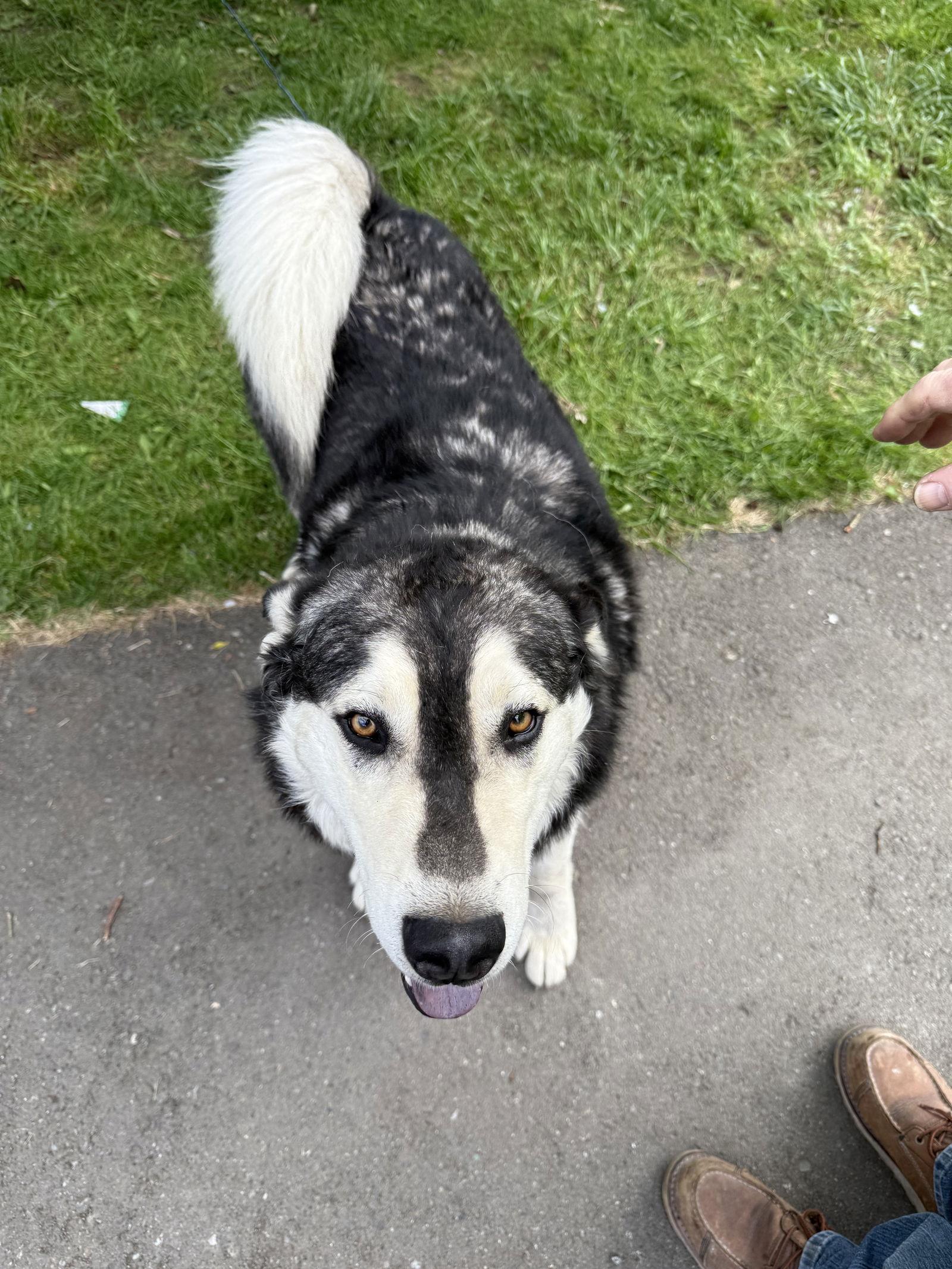 Enlarge YELLOW, a Adopted mixed breed in Seattle, WA image 2/3