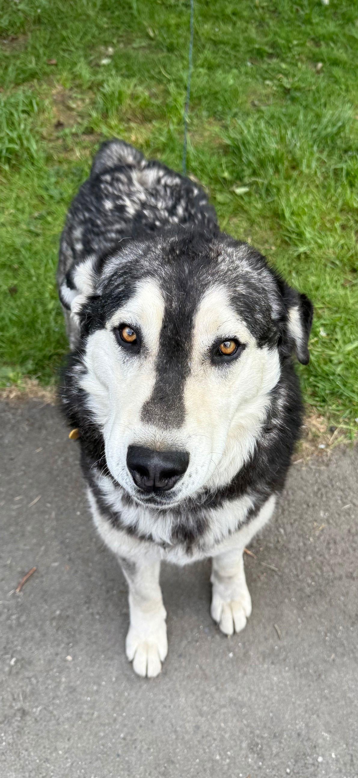 Enlarge YELLOW, a Adopted mixed breed in Seattle, WA image 3/3
