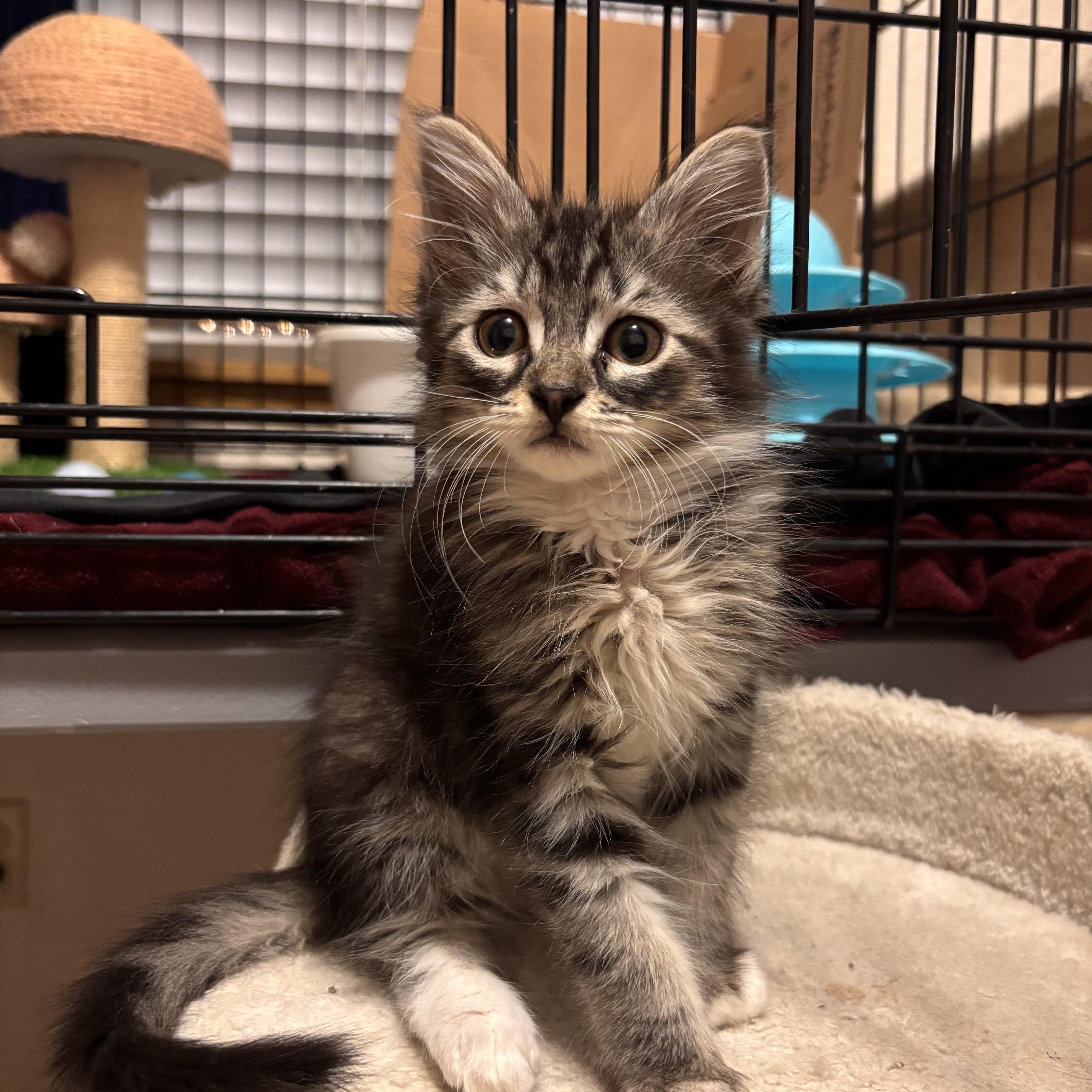 Enlarge Badger, a Adoptable mixed breed in Renton, WA image 1/4