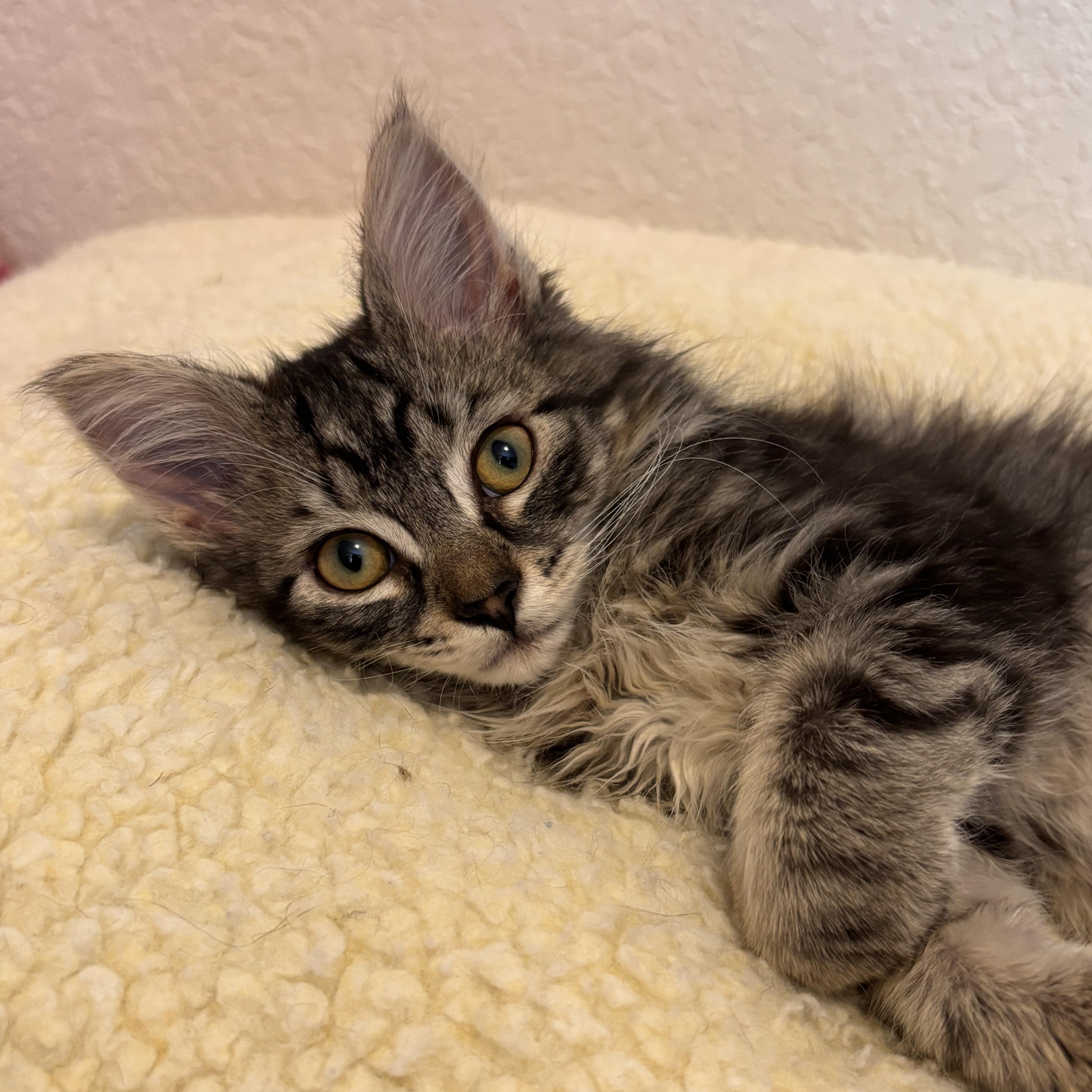 Enlarge Badger, a Adoptable mixed breed in Renton, WA image 4/4