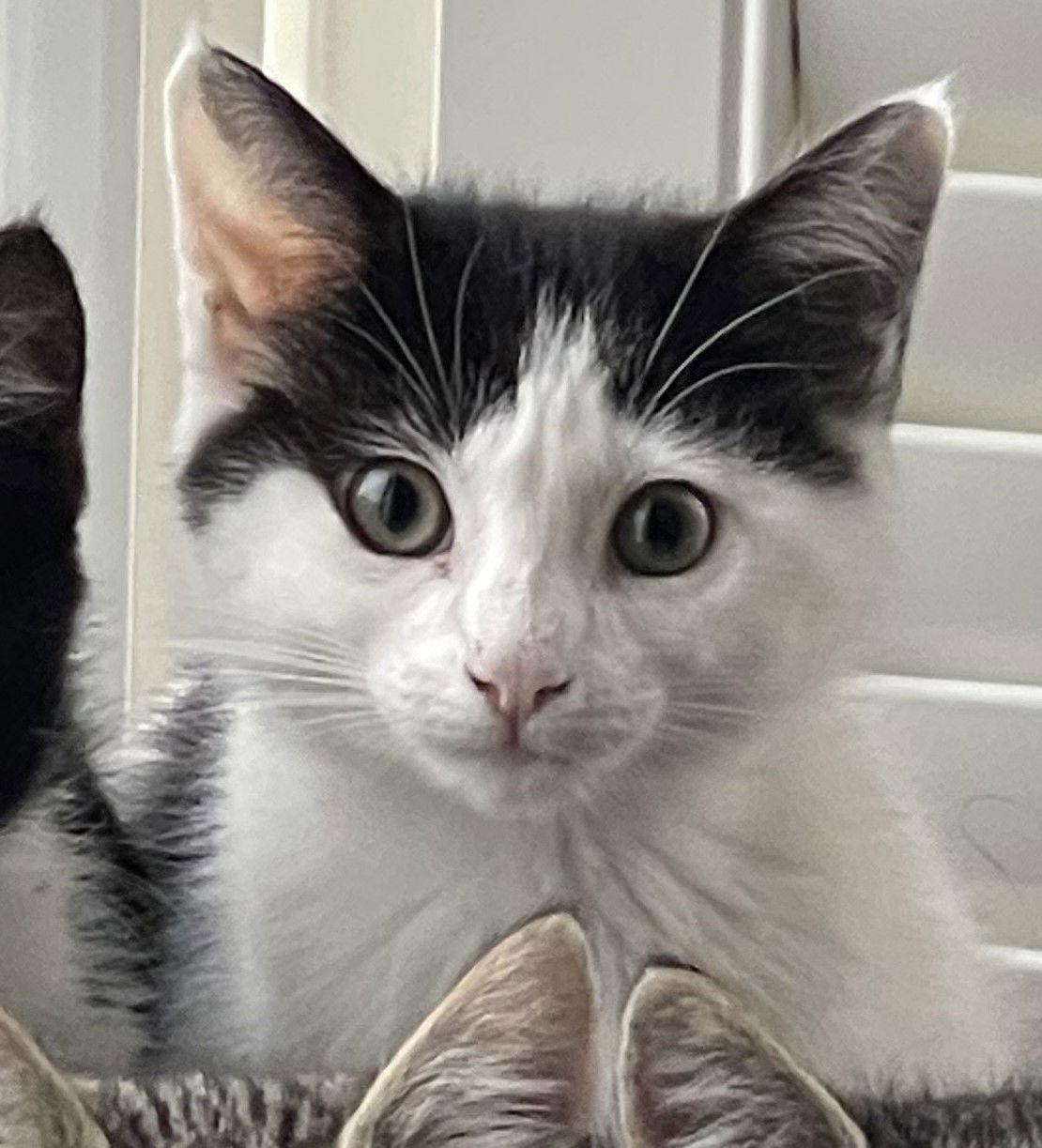 Cannoli, Adopted, Kitten Male Domestic Short Hair.