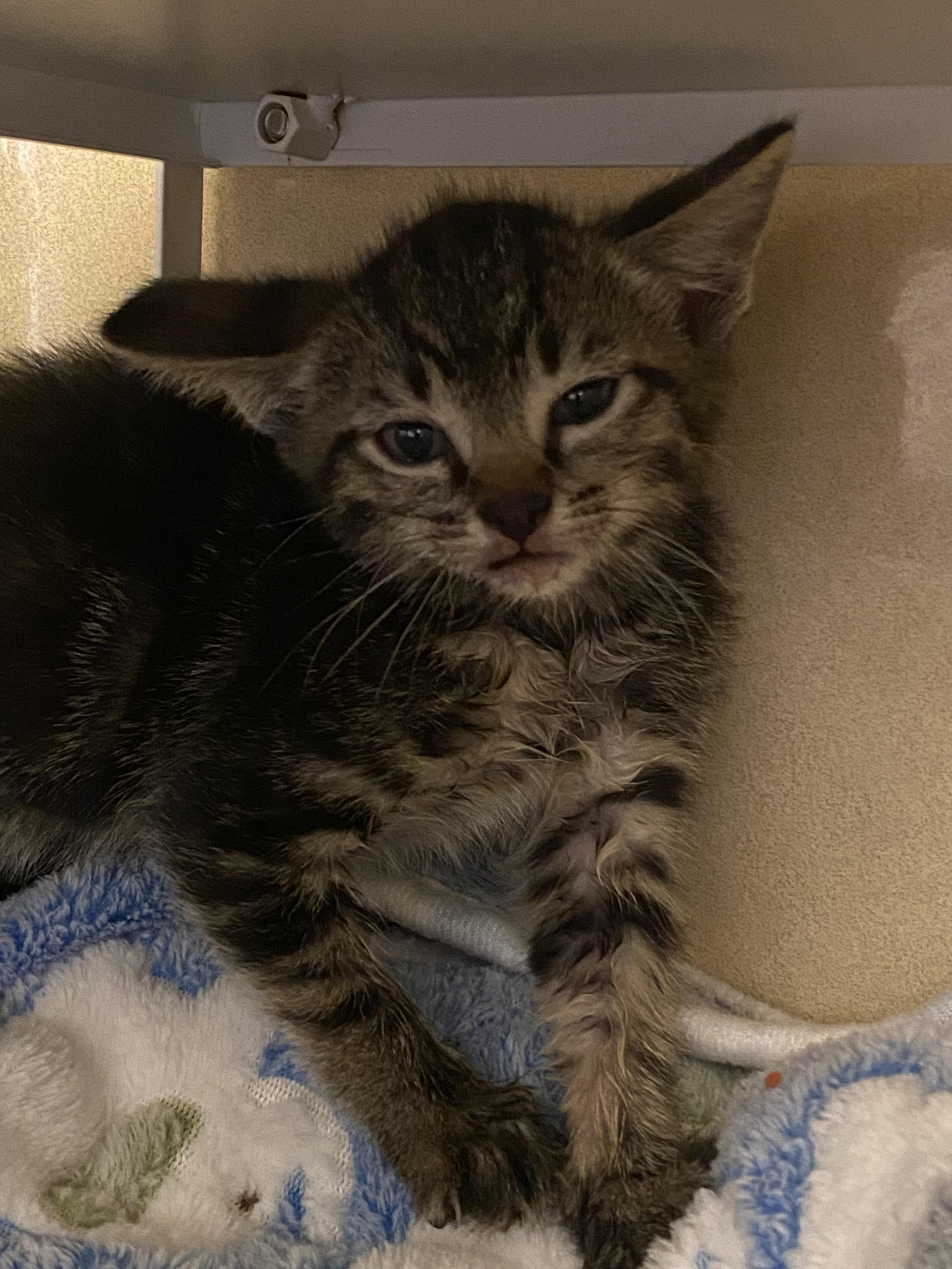 Stray Kitten, adopted, Young Female Domestic Long Hair.
