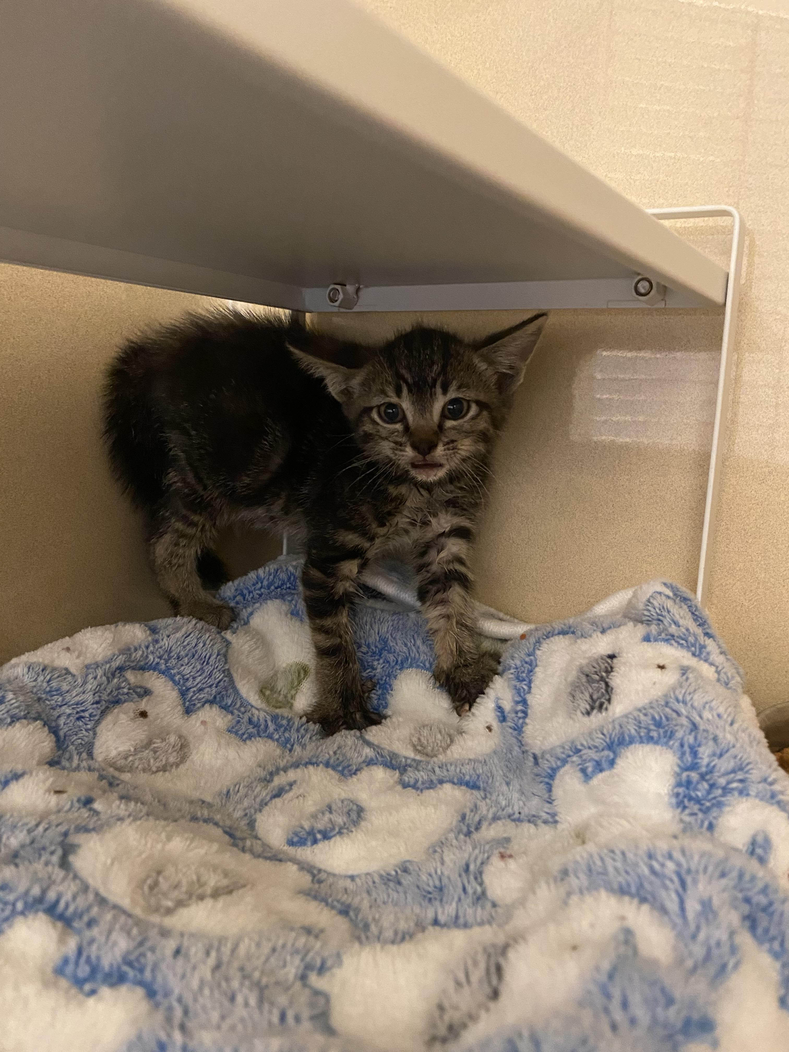 Stray Kitten, an adopted mixed breed in Hays, KS image 2/2