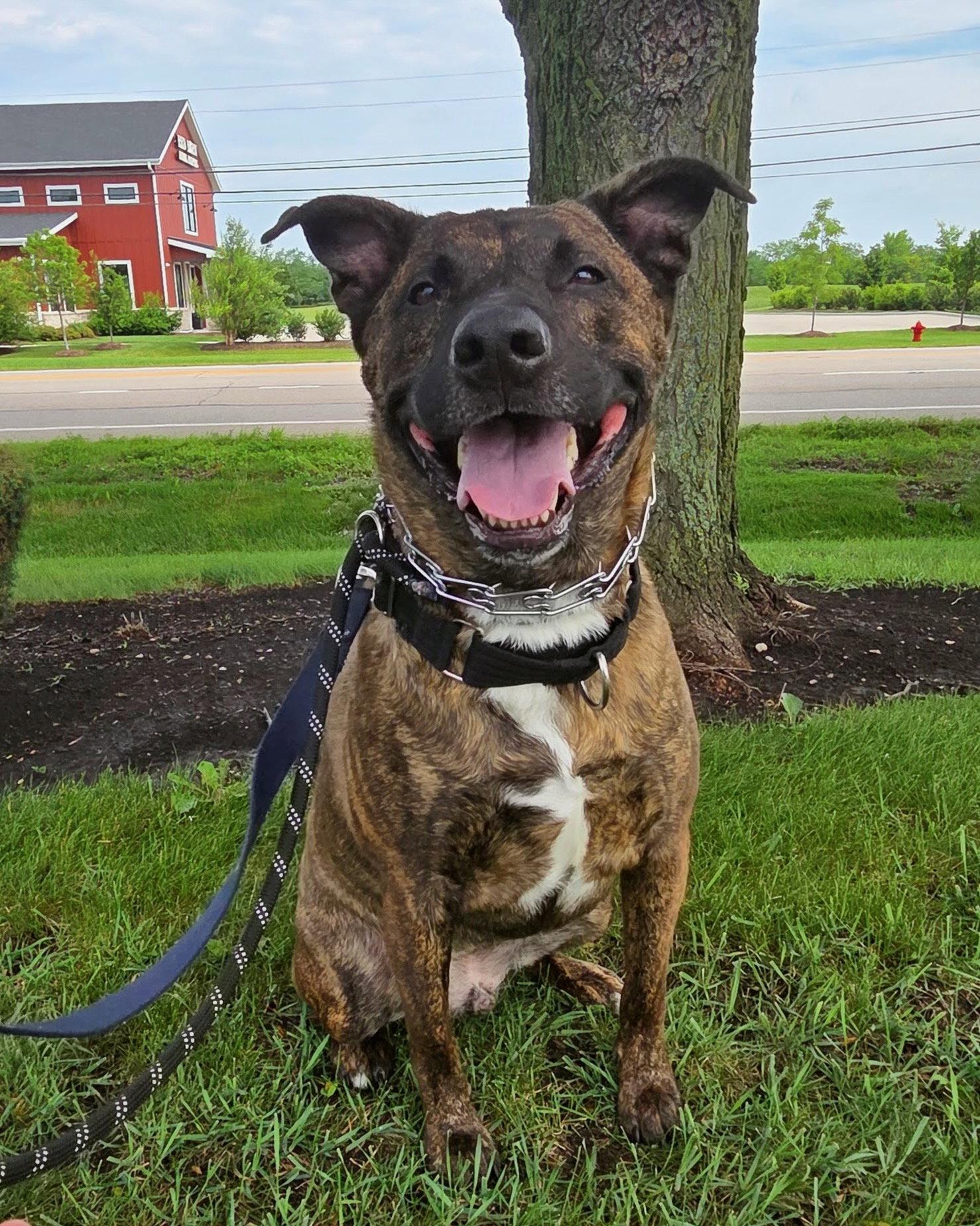 Blue, Adoptable, Adult Male German Shepherd Dog & Pit Bull Terrier.