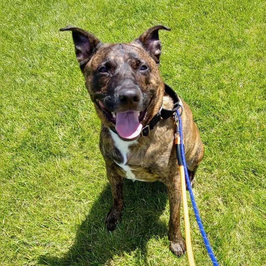 Enlarge Blue, a Adoptable mixed breed in GILBERTS, IL image 2/3