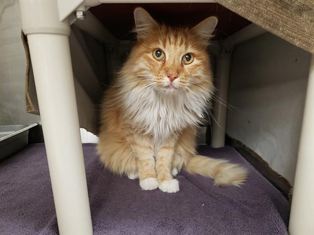 TOMMY, Adoptable, Senior Male Domestic Long Hair.
