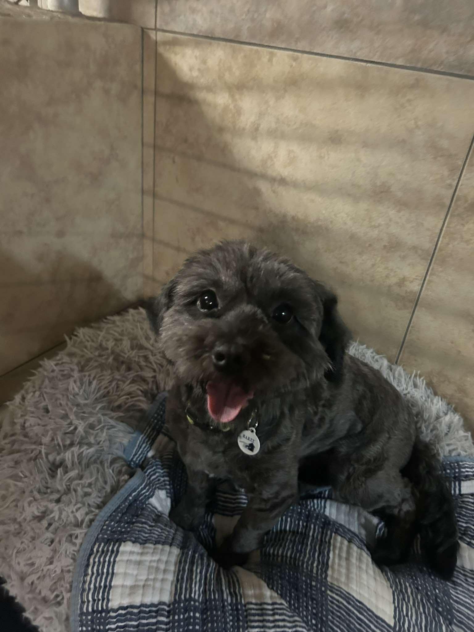 Madame Pomfrey, adopted, Young Female Shih Tzu & Miniature Poodle.